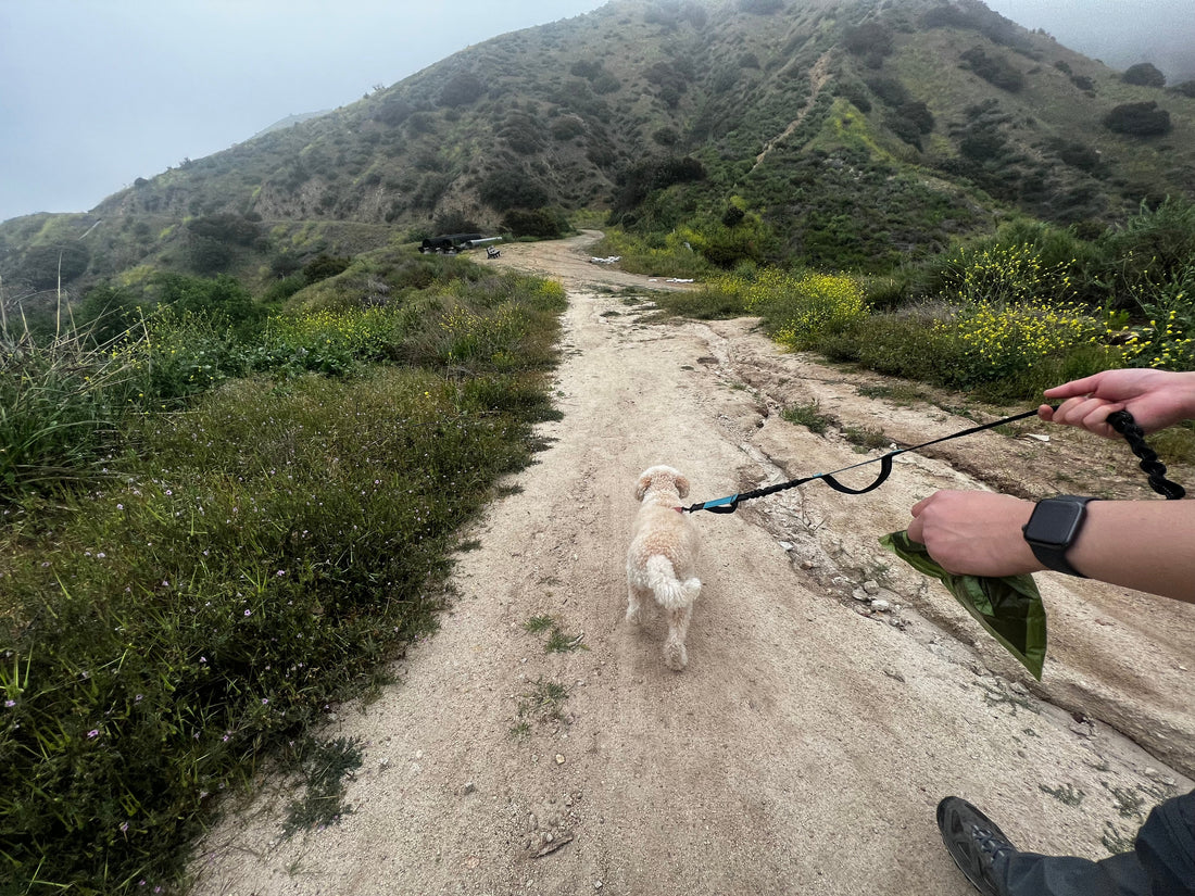Hike to Eat: Finding Our Way to Views and Vittles with My Four-Legged Foodie